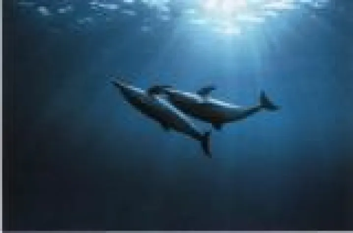 Bild: The Hawaiian Experience 2015 - Workshop auf Big Island mit Spirit of Aloha vom 20. - 24.11.2015