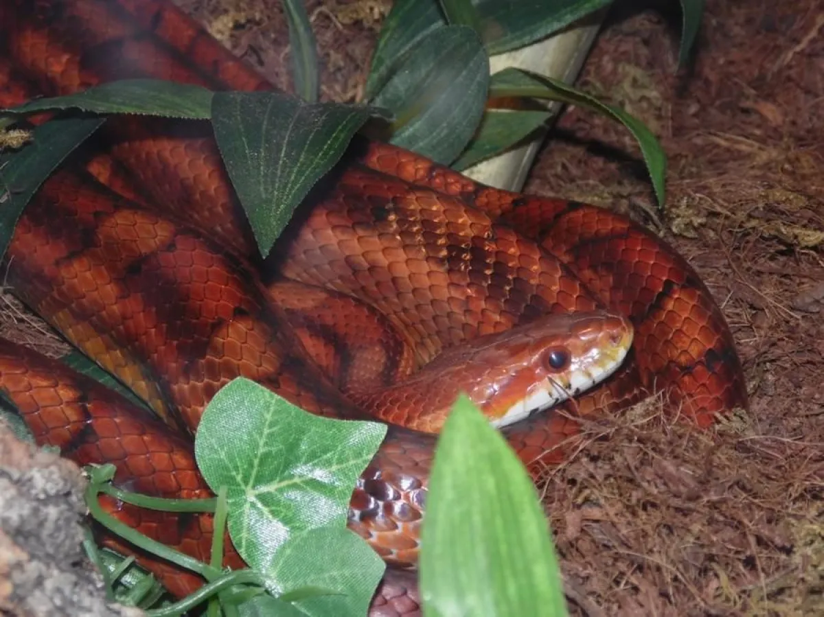 Kornnatter (c) Marco Bergmann