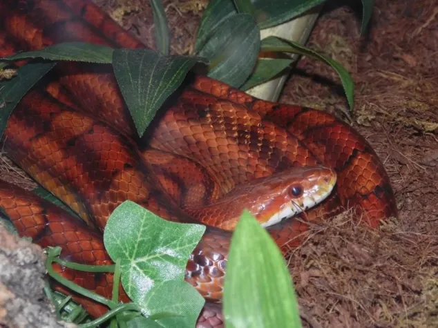 Bild: Bedrohung invasiver Exoten für die einheimische Fauna