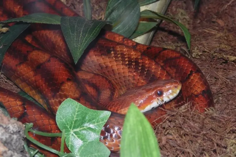 Bedrohung invasiver Exoten für die einheimische Fauna Bild: Bedrohung invasiver Exoten für die einheimische Fauna