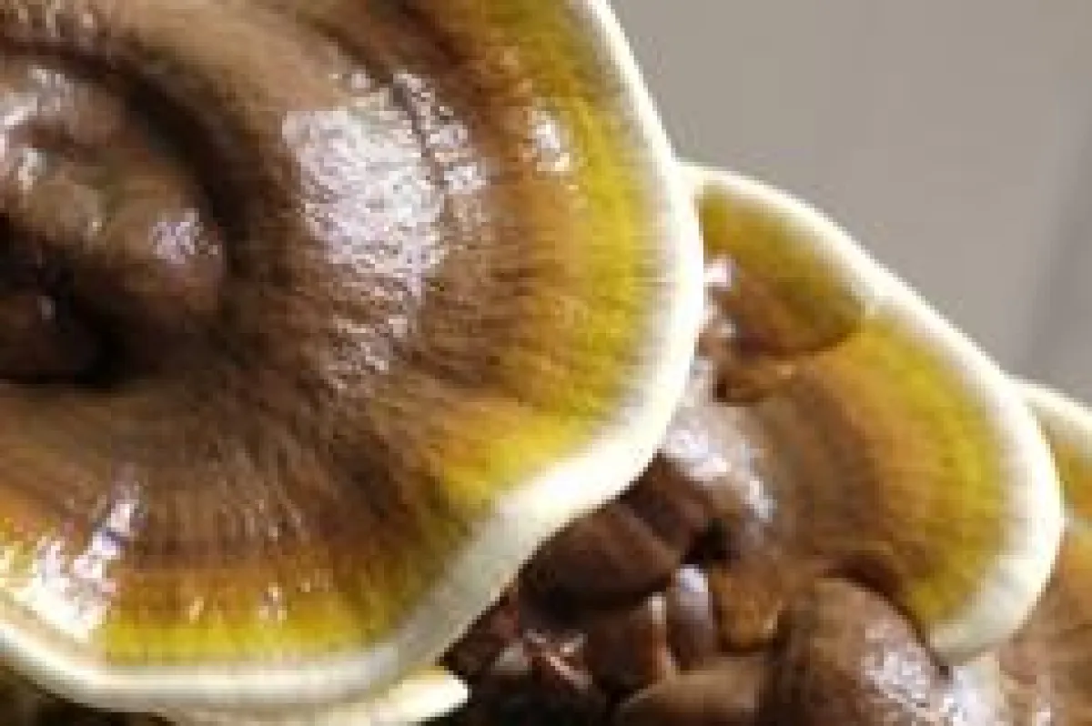 Heilpilz Reishi