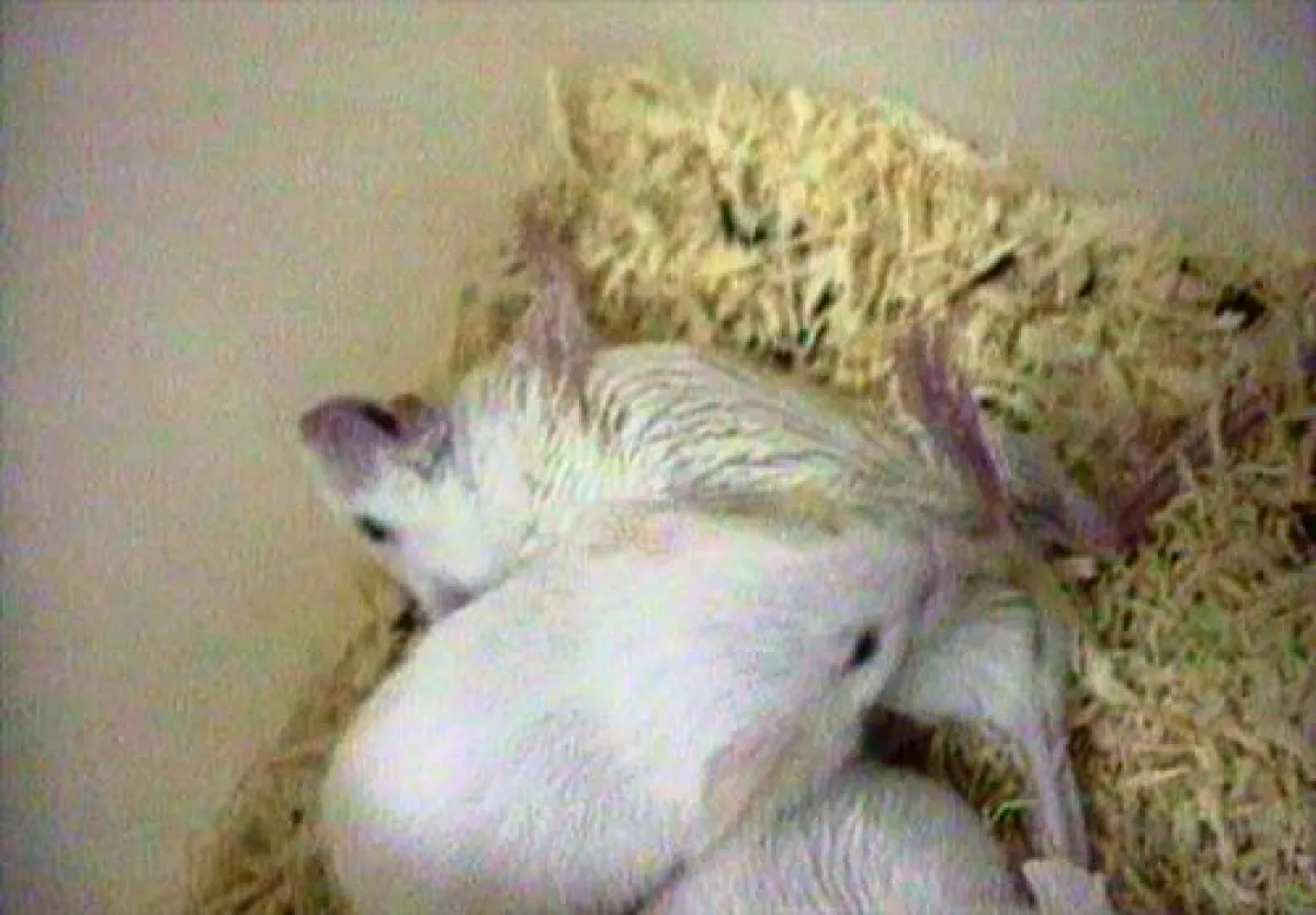 In dem qualvollen Tierversuch für den Faltenglätter Botox sterben Mäuse an Atemlähmung