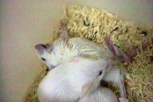 Bild: Erfolg bei Botox - Tierversuchsfreier Zelltest EU-weit anerkannt