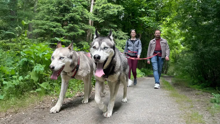 Bild: Huskyhof im Waldviertel: Was passiert wirklich hinter den Kulissen?