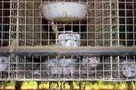 Bild: Corona: Virus verbreitet sich erneut über Pelzfarm