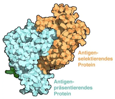 Bild: Mechanismus für zielgenaue Immunantwort aufgeklärt
