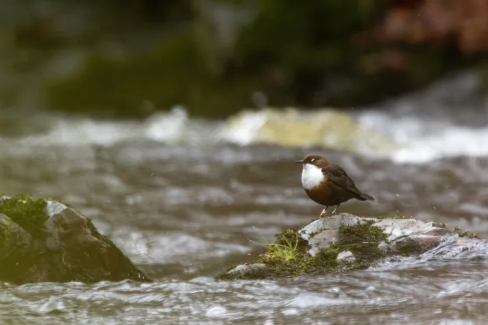 Bild: 60 Prozent der Landflächen weltweit in bedenklichem Zustand