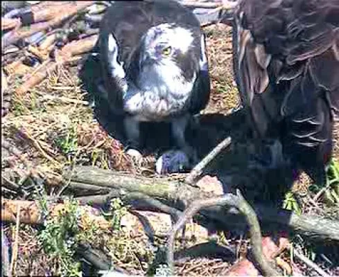 Bild: Erstes Fischadler-Ei in Federow