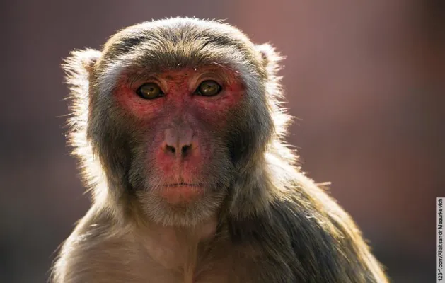 Bild: Bewilligungsverfahren für Zürcher Affenversuche gestoppt