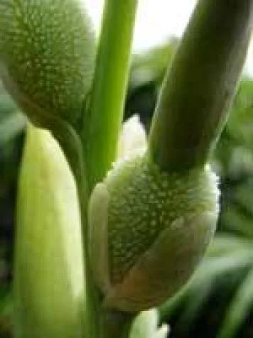 Welche Pflanzen senken den Blutzucker? Bild: Welche Pflanzen senken den Blutzucker?