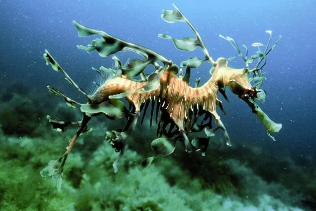 Bild: Deep Blue - eine faszinierende Naturdokumentation als Kinderfilm des Monats September 2007