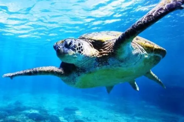 Bild: Turtle Watching in Queensland