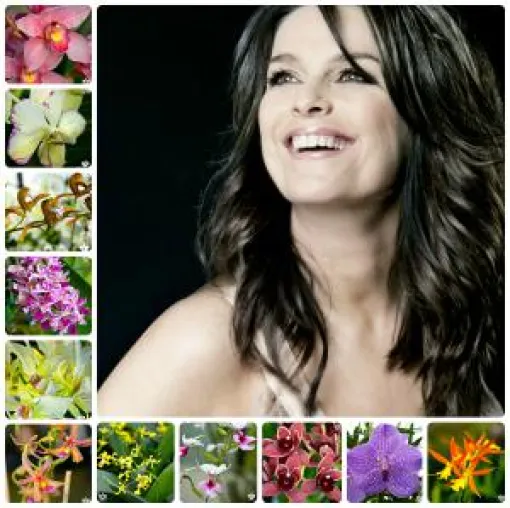 Bild: Orchideen im März mit Unterstützung durch Musical Star