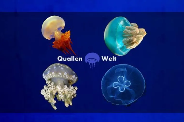 Bild: 3 neue Quallenarten für das Quallenaquarium - ab jetzt bei Quallen-Welt
