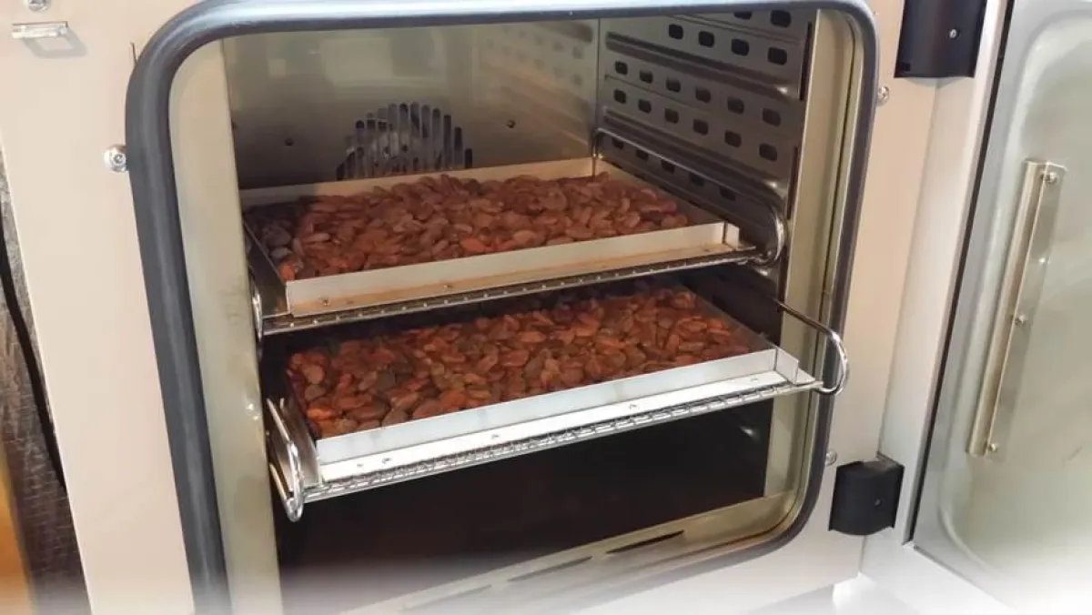 Kakaobohnen in BINDER Wärmeschrank