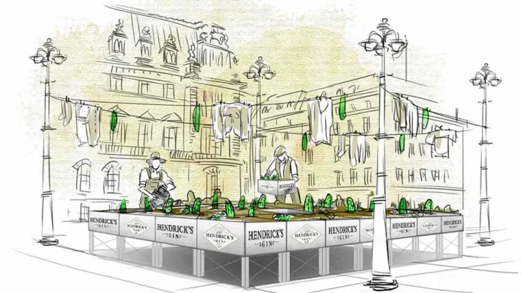 Bild: EINE HÖCHST UNGEWÖHNLICHE GURKENERNTE