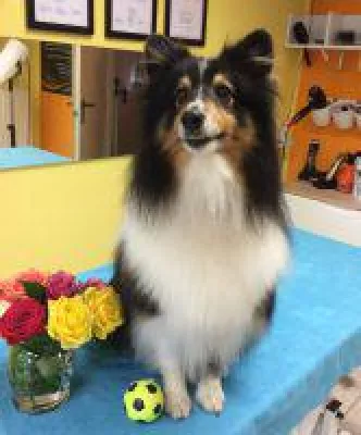 Bild: Hundesalon Ziborich bringt Hunde schöner in den Frühling