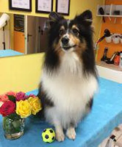 Hundesalon Ziborich bringt Hunde schöner in den Frühling Bild: Hundesalon Ziborich bringt Hunde schöner in den Frühling