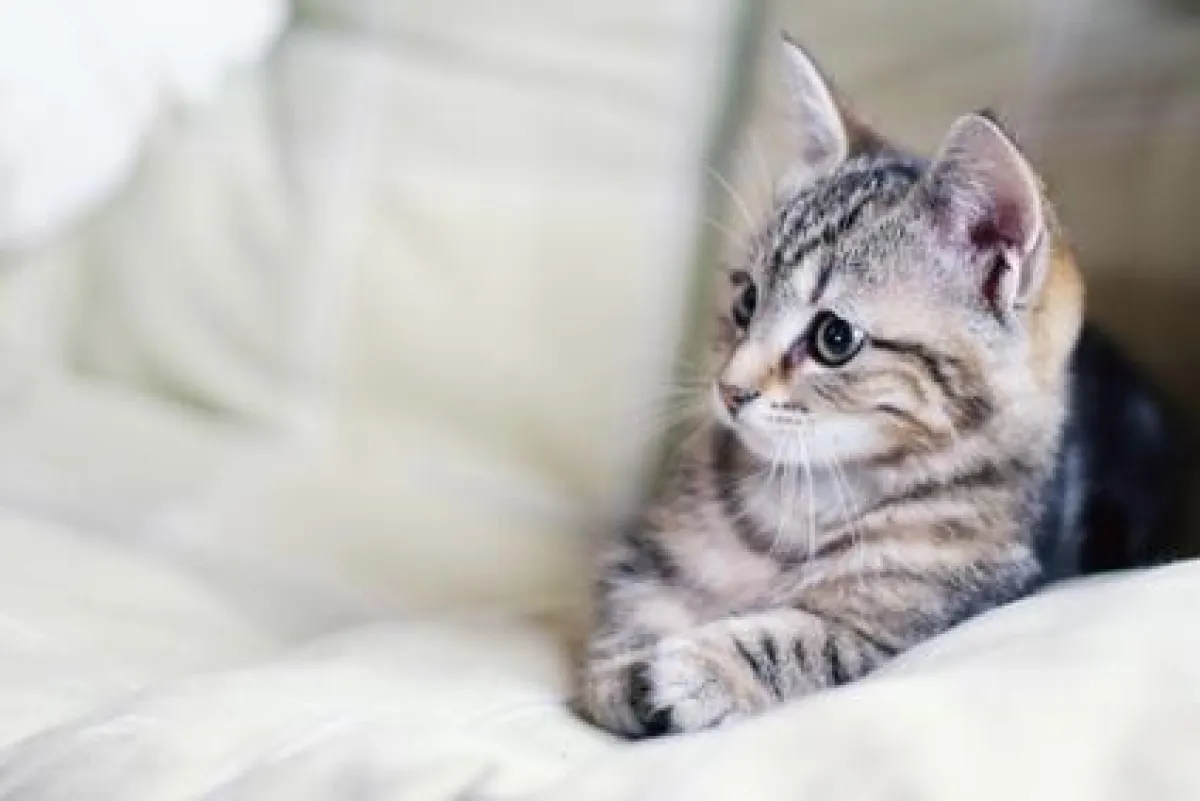 Tierallergie: Katzenbesitzer sind am häufigsten betroffen