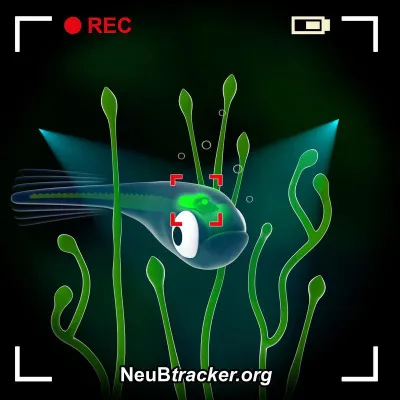 Bild: Gehirnaktivität live verfolgt mit dem neuen Open-Source Mikroskop NeuBtracker