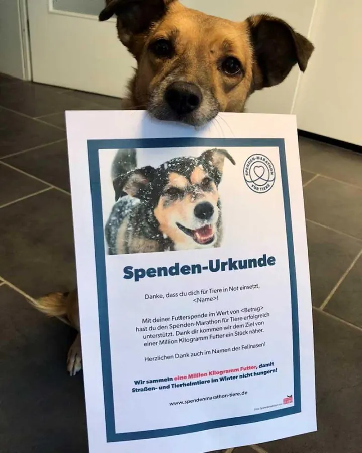 Eine Futterspende beim Spenden-Marathon für Tiere ist das perfekte Geschenk an Tierfreund*innen.