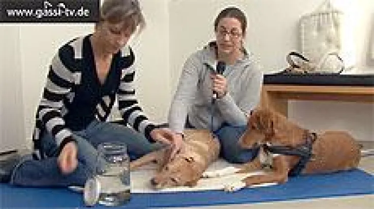 Bild: Blutegeltherapie für Hunde