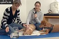 Bild: Blutegeltherapie für Hunde