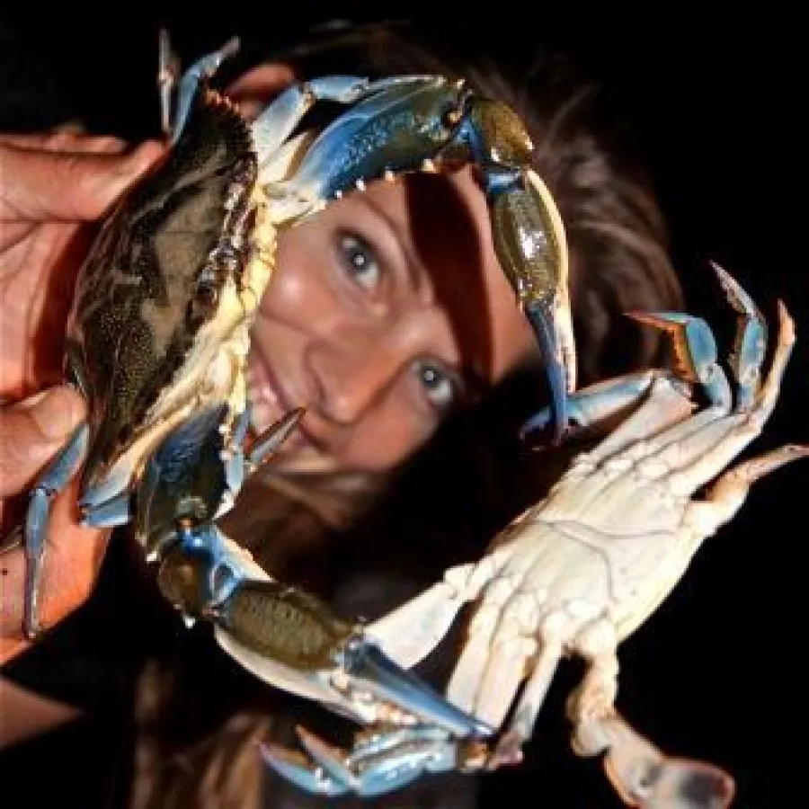 Einen blauen Taschenkrebs entdeckt Martina Hirschmeier bei einem Abendspaziergang in Florianopolis.