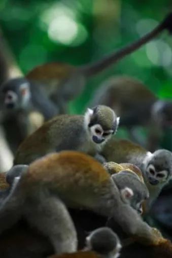 Einzigartige Welt – Naturerlebnisse in Kolumbien Bild: Einzigartige Welt – Naturerlebnisse in Kolumbien