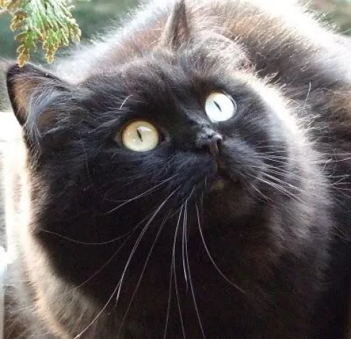 Bild: Katzenjammer - Neues Landesjagdgesetz in Rheinland-Pfalz