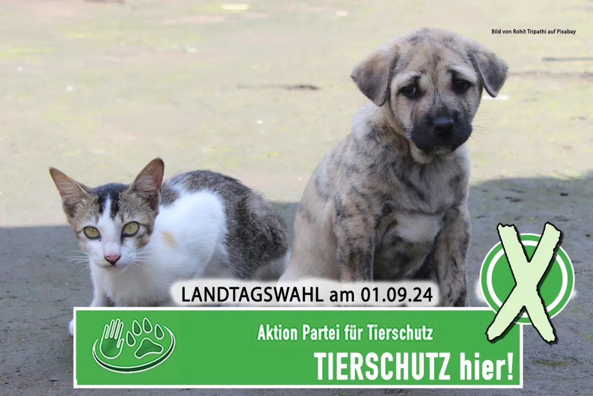 Tierschutz ist wählbar am Sonntag!