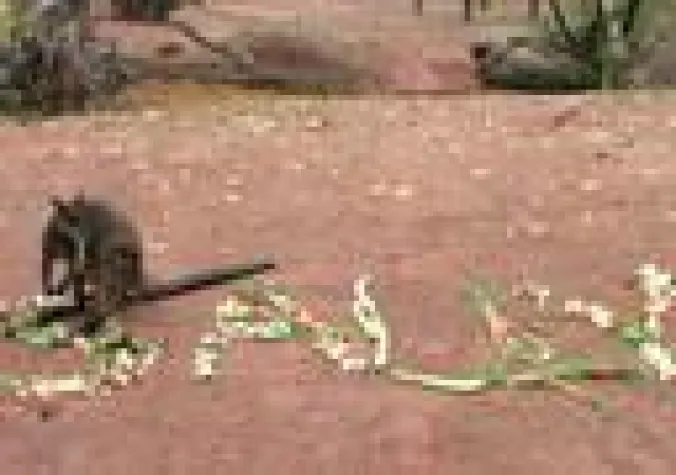 Känguru-Taufe im Outback des Erlebnis-Zoo Hannover Bild: Känguru-Taufe im Outback des Erlebnis-Zoo Hannover