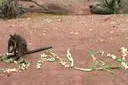 Bild: Känguru-Taufe im Outback des Erlebnis-Zoo Hannover