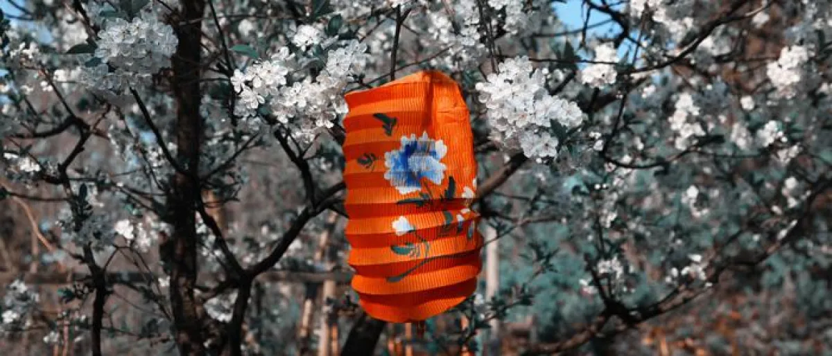 Lampion mit Apfelblüten - Foto: Paul Huf