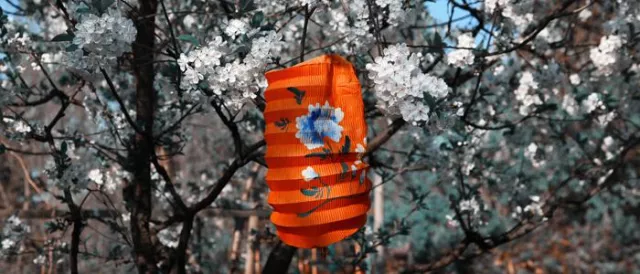 Bild: Freiheitsbäume - Lampions zur Erinnerung