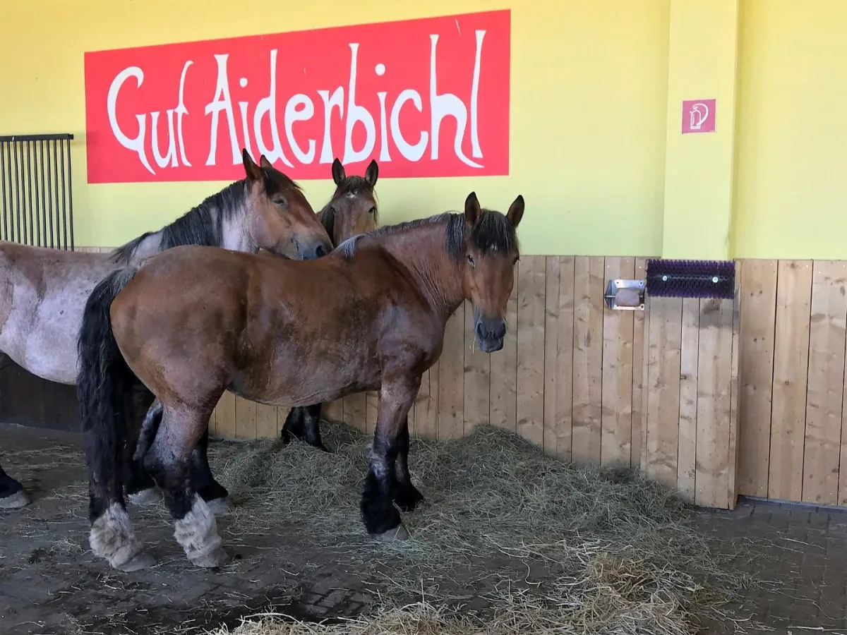 Stute Paula wurde mit 2 weiteren Pferden gerettet und lebt nun auf Gut Aiderbichl Ballermann® Ranch.