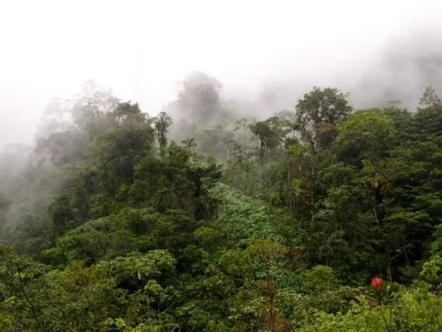 Bild: Grünes Wunder Waldfläche