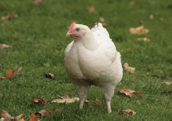 Das Emsländische Landhähnchen - Artgerecht, vertrauensvoll und geschmacksintensiv Bild: Das Emsländische Landhähnchen - Artgerecht, vertrauensvoll und geschmacksintensiv