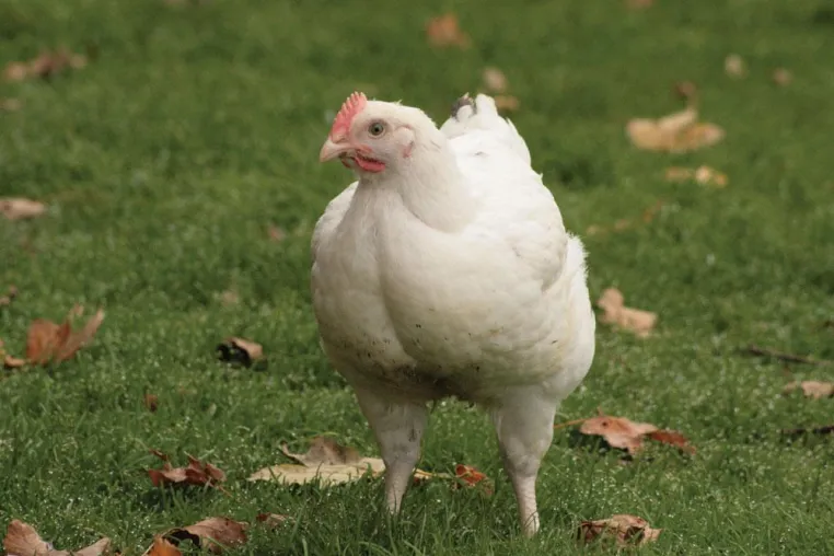 Das Emsländische Landhähnchen - Artgerecht, vertrauensvoll und geschmacksintensiv Bild: Das Emsländische Landhähnchen - Artgerecht, vertrauensvoll und geschmacksintensiv