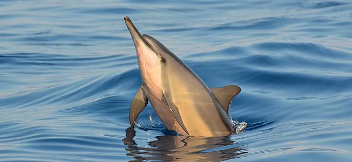OCEANO MEERZEIT: Spinnerdelfin