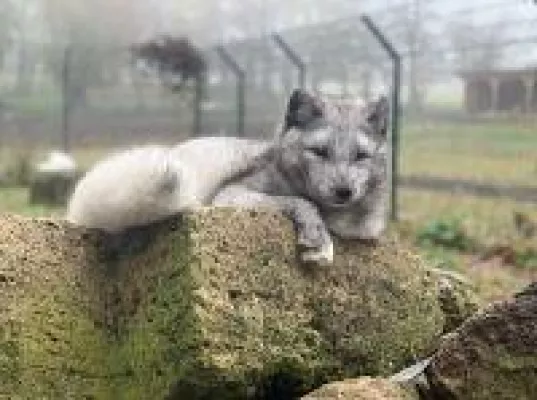 Bild: Mascha, die glücklichste und bekannteste Polarfüchsin Deutschlands genießt neues Leben fernab der Pelzindustrie