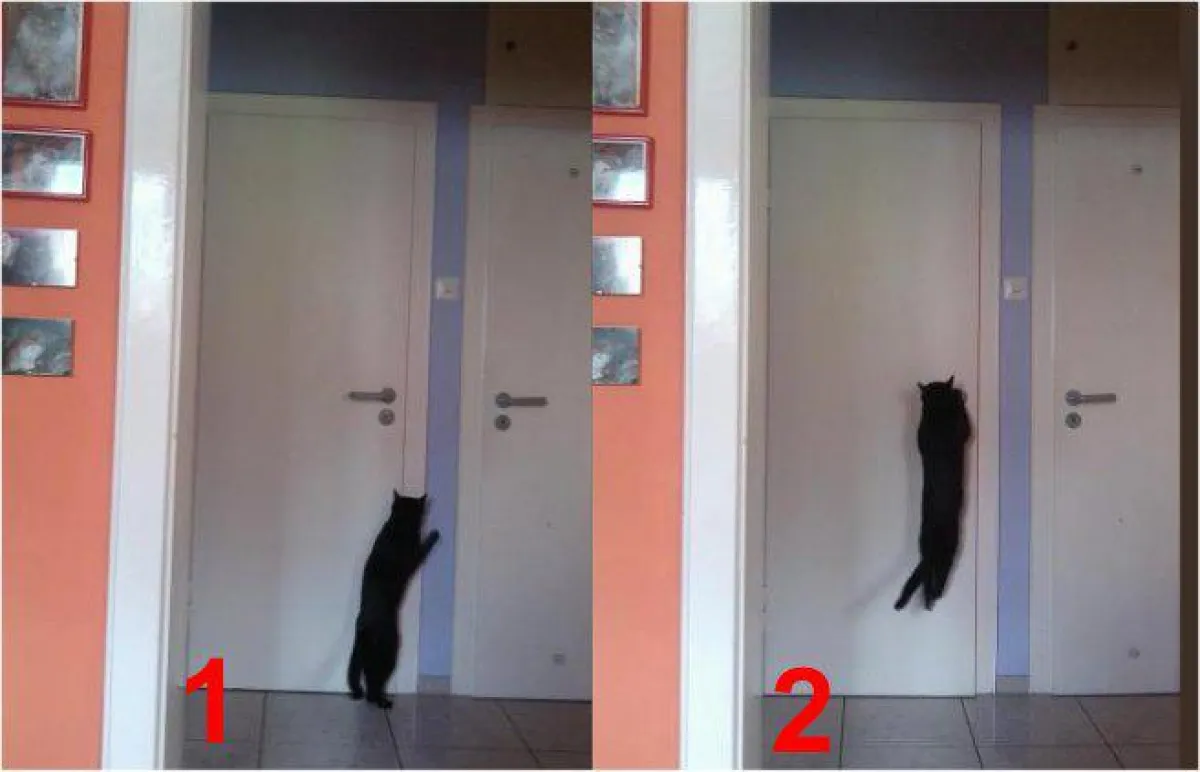 Gauner Kater Rufus macht sich selbst die Türen auf