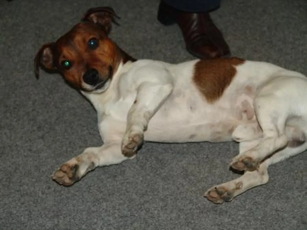 Chronischer Botulismus jetzt auch bei Hunden und Katzen?