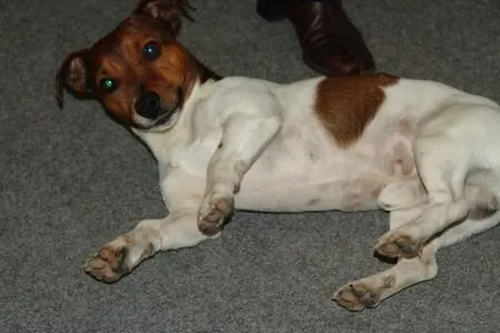 Bild: Chronischer Botulismus jetzt auch bei Hunden und Katzen?