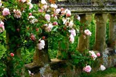 Reisen in den Sommer – Blühendes Leben in englischen Gärten Bild: Reisen in den Sommer – Blühendes Leben in englischen Gärten