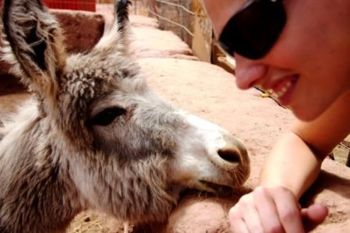 Martina Hirschmeier schaut dem blauäugigen Pferd ganz tief in die Augen.
