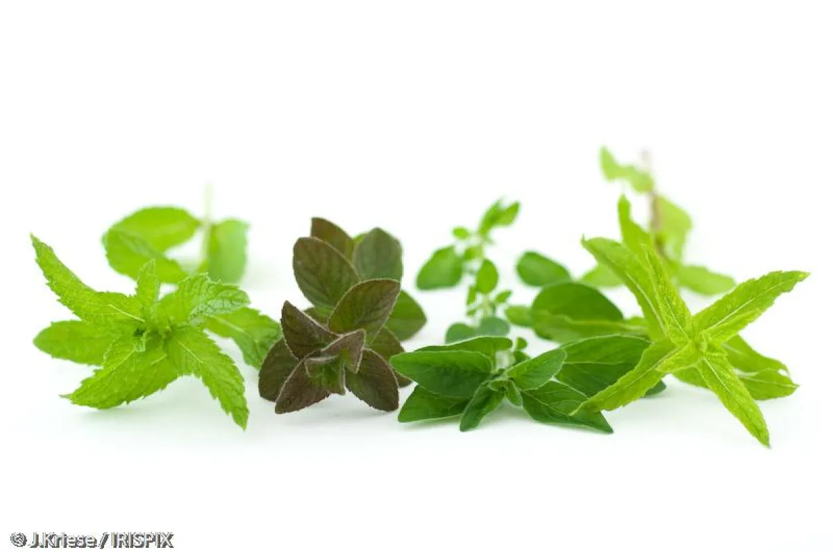 Minzsorten - © J.Kriese / IRISPIX 2007