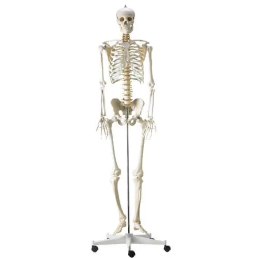 Bild: Ein gutes anatomisches Modell muss nicht teuer sein
