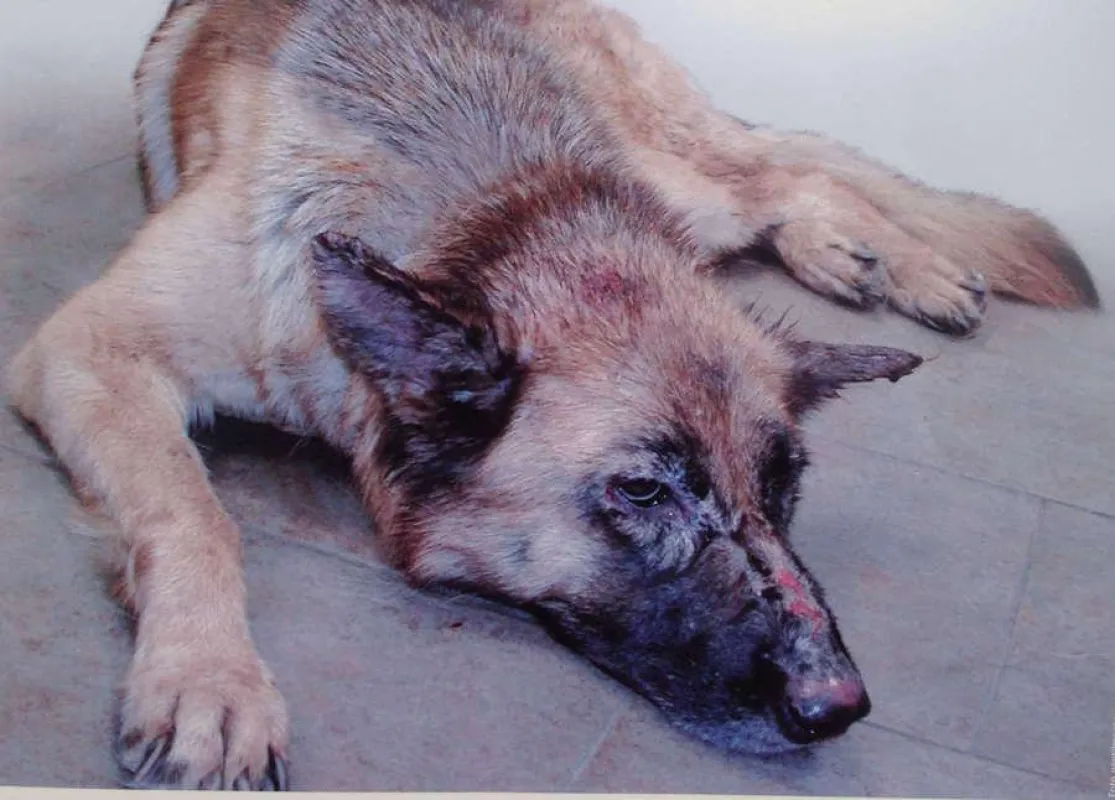 Ein an Leishmaniose erkrankter Hund. © T. Werner