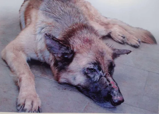 Bild: Futter und Medikamente für das Rifugio "I Fratelli Minori" in Olbia